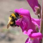 Antirrhinum flowers and bee
