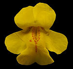 Antirrhinum flower