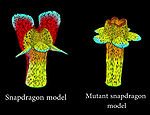 Antirrhinum flower model