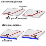 Microtubule guidance diagram